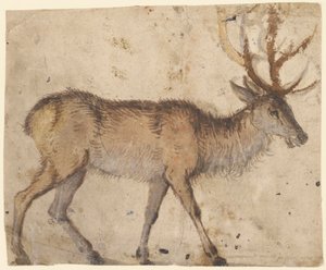 Study of a Deer